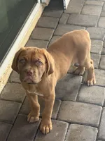 Arlo, a male Dogue de Bordeaux for sale in Gilbert, AZ – 2 of 5