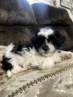 Rolly, a male Shihpoo for sale in Gravois Mills, MO – 2 of 3