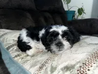 Rolly, a male Shihpoo for sale in Gravois Mills, MO – 3 of 3