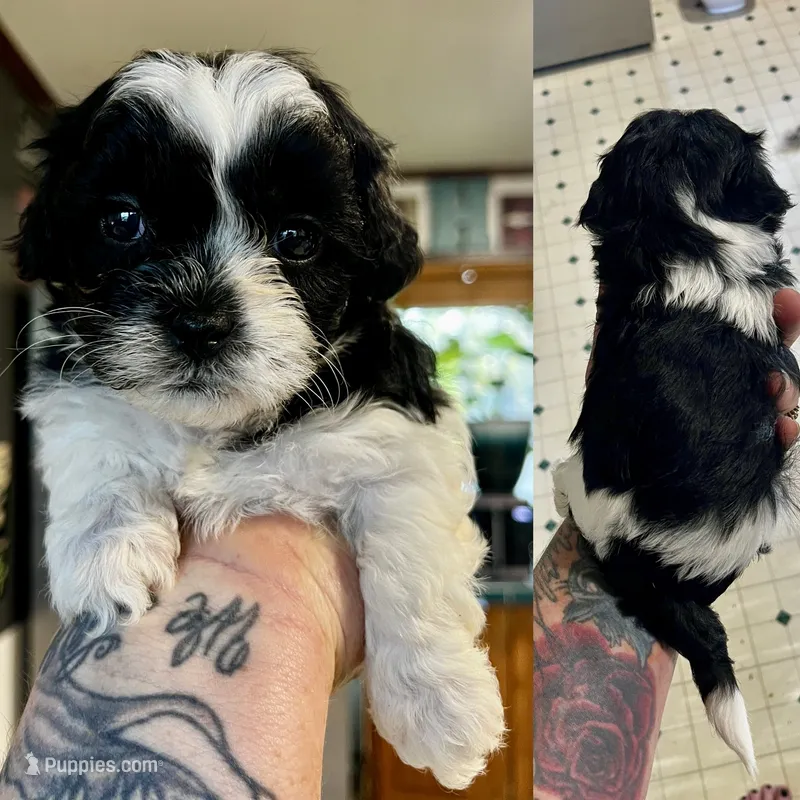 Rolly – Shihpoo puppy for sale in Gravois Mills, MO