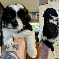 Rolly, a male Shihpoo for sale in Gravois Mills, MO – 1 of 3