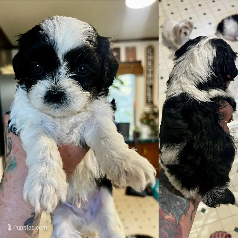 Tank – Shihpoo puppy for sale in Gravois Mills, MO