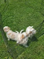 Male 2, a male Cavalier King Charles Spaniel and Maltese for sale in Champion, PA – 3 of 3