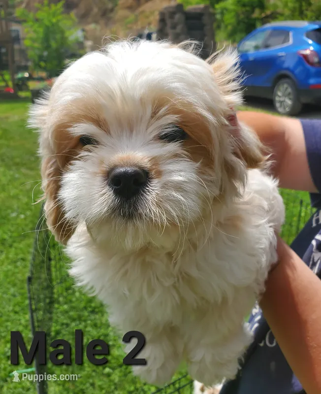 Male 2 – Cavalier King Charles Spaniel, Maltese puppy for sale in Champion, PA