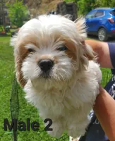 Male 2, a male Cavalier King Charles Spaniel and Maltese for sale in Champion, PA – 1 of 3
