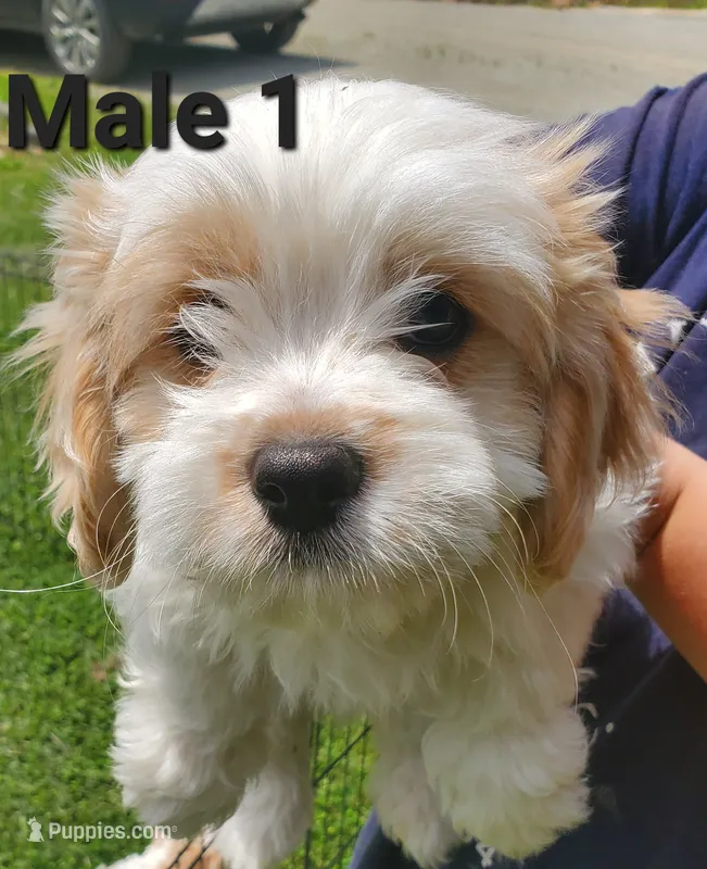 Male 1 – Cavalier King Charles Spaniel, Maltese puppy for sale in Champion, PA