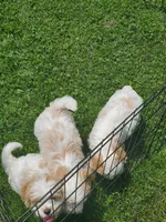 Male 3, a male Cavalier King Charles Spaniel and Maltese for sale in Champion, PA – 2 of 3