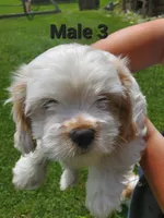 Male 3, a male Cavalier King Charles Spaniel and Maltese for sale in Champion, PA – 1 of 3