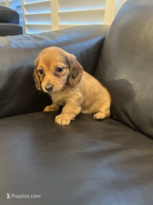 Miniature Dachshund  – Miniature Dachshund puppy for sale in Granite Bay, CA