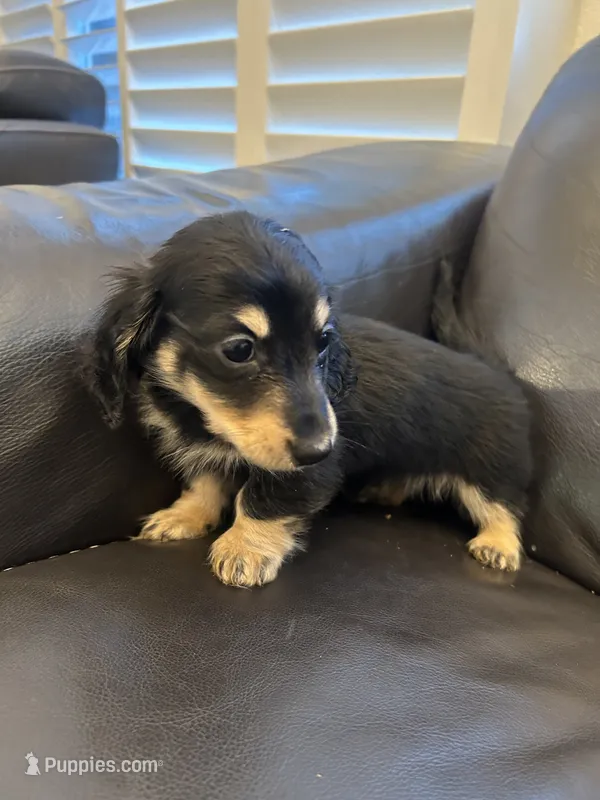 Miniature dachshund – Miniature Dachshund puppy for sale in Granite Bay, CA