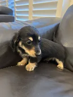 Miniature dachshund, a female Miniature Dachshund for sale in Granite Bay, CA – 1 of 1