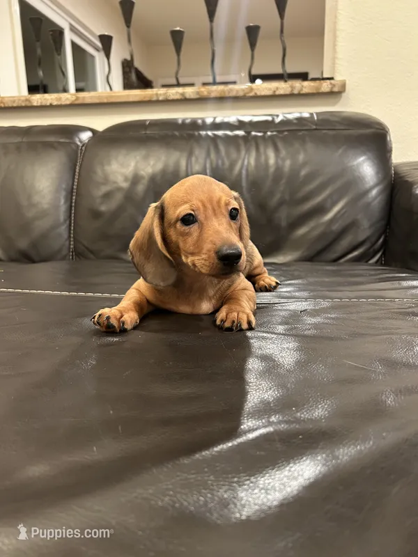  Miniature Dachshund  – Miniature Dachshund puppy for sale in Granite Bay, CA