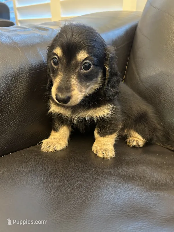 Miniature dachshund – Miniature Dachshund puppy for sale in Granite Bay, CA