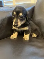Miniature dachshund, a male Miniature Dachshund for sale in Granite Bay, CA – 1 of 1