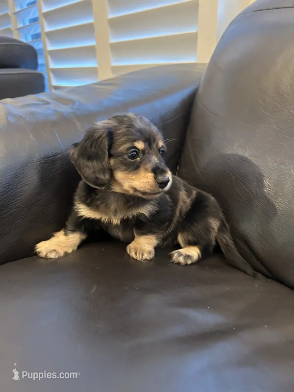 Miniature dachshund – Miniature Dachshund puppy for sale in Granite Bay, CA