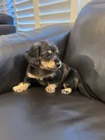 Miniature dachshund, a male Miniature Dachshund for sale in Granite Bay, CA – 1 of 1