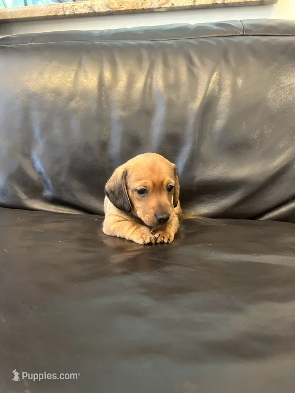  Miniature Dachshund  – Miniature Dachshund puppy for sale in Granite Bay, CA