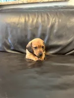 Miniature Dachshund , a male Miniature Dachshund for sale in Granite Bay, CA – 1 of 1