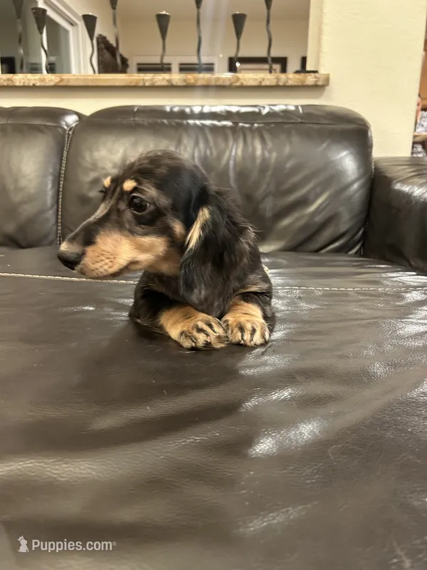 Miniature dachshund – Miniature Dachshund puppy for sale in Granite Bay, CA
