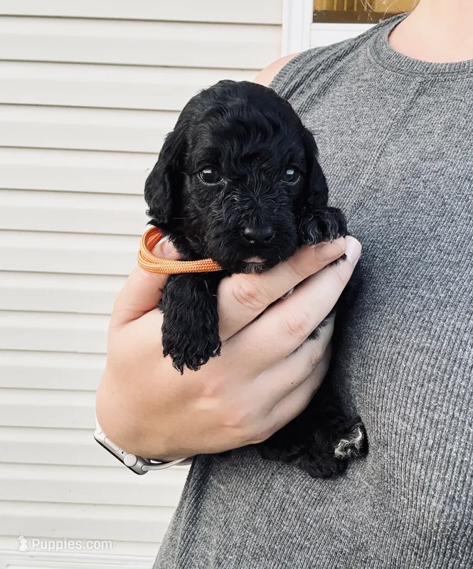 AKC TOY POODLE ORANGE BOY  – Poodle - Toy  puppy for sale in Dallas, TX