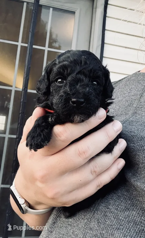 AKC Red girl TOY POODLE – Poodle - Toy  puppy for sale in Dallas, TX