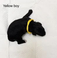 AKC TOY POODLE YELLOW BOY , a male Poodle - Toy  for sale in Dallas, TX – 2 of 3