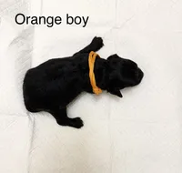 AKC TOY POODLE ORANGE BOY , a male Poodle - Toy  for sale in Dallas, TX – 1 of 3