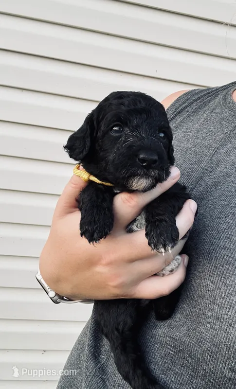 AKC TOY POODLE YELLOW BOY  – Poodle - Toy  puppy for sale in Dallas, TX