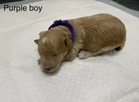 AKC TOY POODLE PURPLE BOY , a male Poodle - Toy  for sale in Dallas, TX – 1 of 3