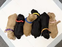 AKC TOY POODLE ORANGE BOY , a male Poodle - Toy  for sale in Dallas, TX – 3 of 3