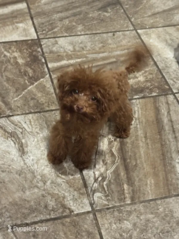 Ace – Poodle - Toy  puppy for sale in Fulshear, TX