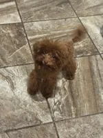 Ace, a male Poodle - Toy  for sale in Fulshear, TX – 1 of 4