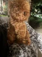 Torri, a female Poodle - Toy  for sale in Fulshear, TX – 5 of 5