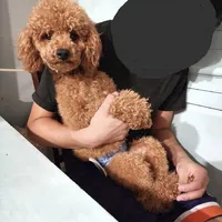 Georgiano, a male Poodle - Toy  for sale in Fulshear, TX – Photo 4 of 7