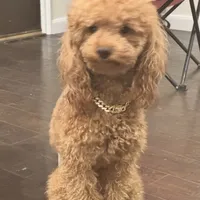 Georgiano, a male Poodle - Toy  for sale in Fulshear, TX – Photo 1 of 7