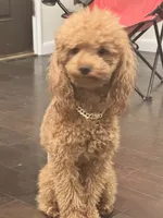 processed/7015ddc7-b2e0-401e-a005-9fa1eb3bff21/listing/1233cdd9-7859-46f2-b5e9-4f4115c0ba1b/3f5dde05-8f33-4911-aae3-40ce07f2db88