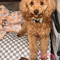 Georgiano, a male Poodle - Toy  for sale in Fulshear, TX – Photo 3 of 7