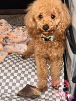 processed/7015ddc7-b2e0-401e-a005-9fa1eb3bff21/listing/1233cdd9-7859-46f2-b5e9-4f4115c0ba1b/432d44fa-033b-4f91-900d-d85dd2783734