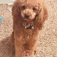 Georgiano, a male Poodle - Toy  for sale in Fulshear, TX – Photo 2 of 7