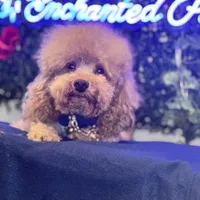 Georgiano, a male Poodle - Toy  for sale in Fulshear, TX – Photo 7 of 7