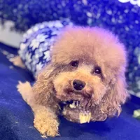 Georgiano, a male Poodle - Toy  for sale in Fulshear, TX – Photo 5 of 7