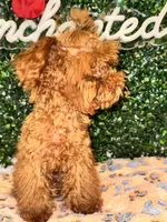 Ace, a male Poodle - Toy  for sale in Fulshear, TX – 3 of 4