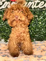 Ace, a male Poodle - Toy  for sale in Fulshear, TX – 4 of 4