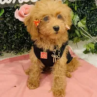 Seven, a male Poodle - Miniature  for sale in Fulshear, TX – Photo 2 of 6