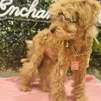 Seven, a male Poodle - Miniature  for sale in Fulshear, TX – Photo 5 of 6