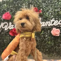 Seven, a male Poodle - Miniature  for sale in Fulshear, TX – Photo 6 of 6