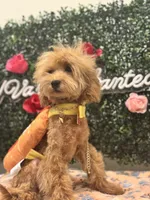 Seven, a male Poodle - Miniature  for sale in Fulshear, TX – Photo 6 of 6