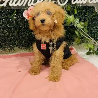 Seven, a male Poodle - Miniature  for sale in Fulshear, TX – Photo 1 of 6