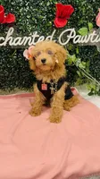 Seven, a male Poodle - Miniature  for sale in Fulshear, TX – Photo 1 of 6