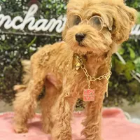 Seven, a male Poodle - Miniature  for sale in Fulshear, TX – Photo 3 of 6